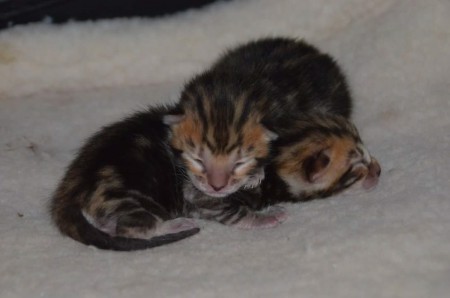 Lisbon et Largo quelques heures après leur naissance